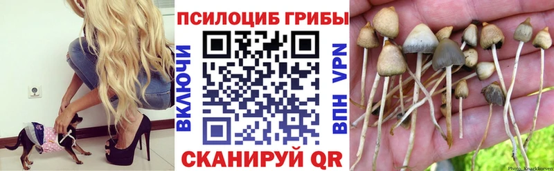 Купить  Орлов  Псилоцибиновые грибы GOLDEN TEACHER 